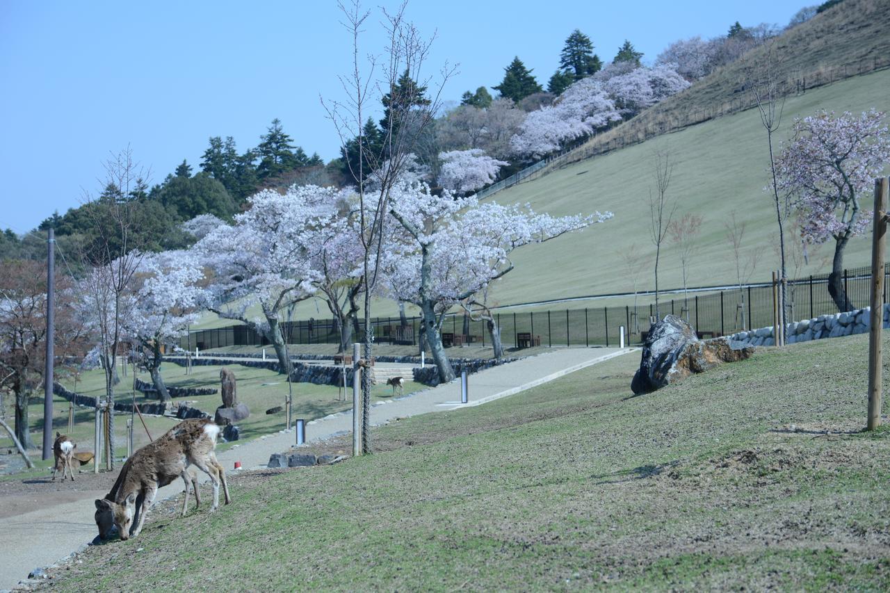 Lodge Mountain In Deer Park Nara