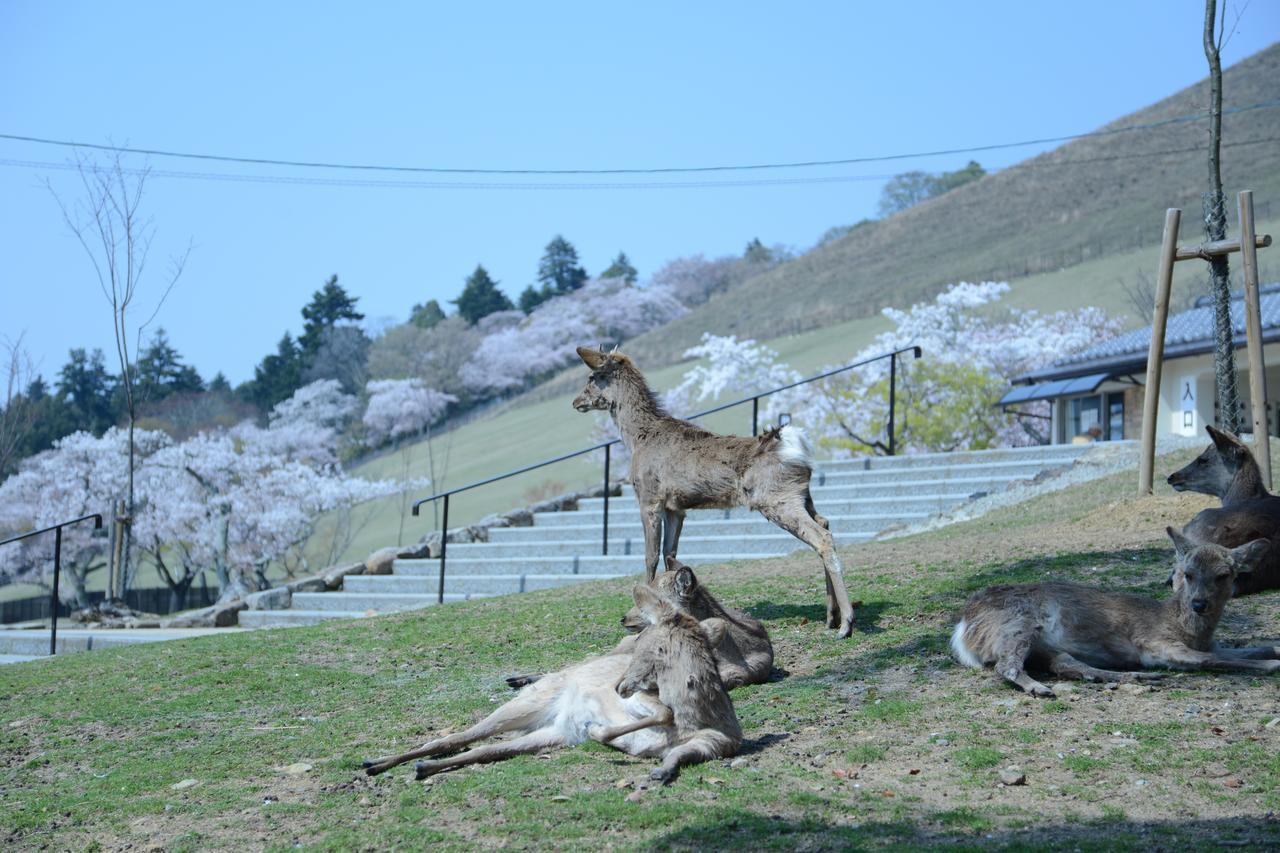 Mountain In Deer Park Lodge Nara